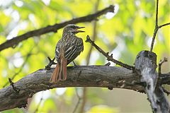 Sulphur-bellied Flycatcher